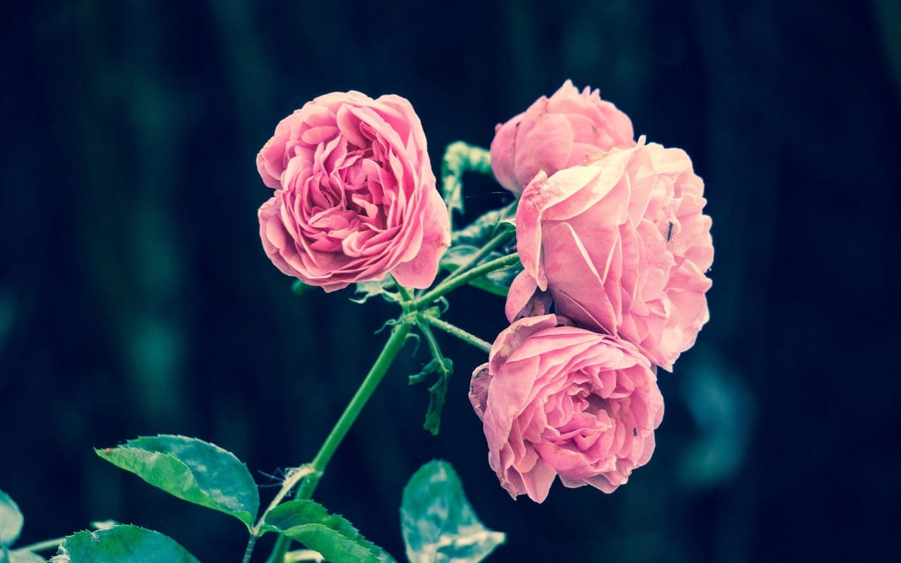 ACNH Blumenguide Blumen züchten und kreuzen GAMEYARD